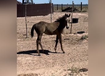 American Quarter Horse, Gelding, 1 year, 15 hh, Buckskin