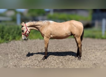 American Quarter Horse, Gelding, 1 year, 15 hh, Buckskin