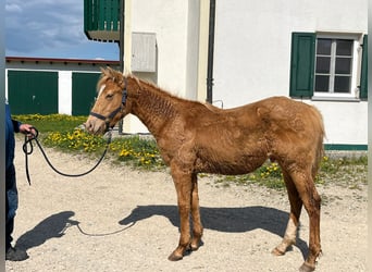 American Quarter Horse, Gelding, 1 year, 15 hh, Champagne