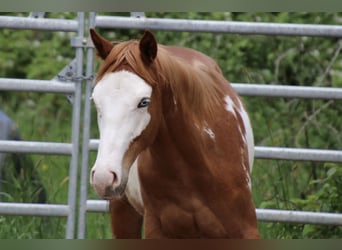 American Quarter Horse, Wallach, 1 Jahr, 15 hh, Overo-alle-Farben