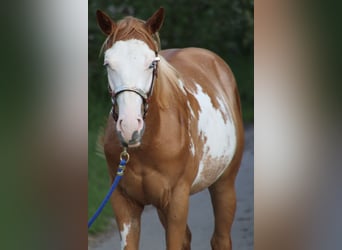 American Quarter Horse, Gelding, 1 year, 15 hh, Overo-all-colors