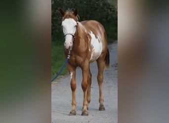 American Quarter Horse, Wallach, 1 Jahr, 15 hh, Overo-alle-Farben