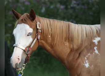 American Quarter Horse, Wallach, 1 Jahr, 15 hh, Overo-alle-Farben