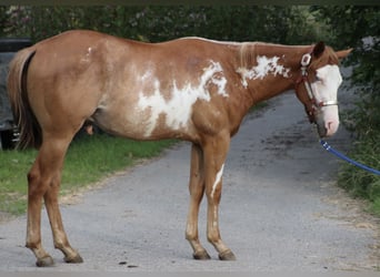 American Quarter Horse, Wallach, 1 Jahr, 15 hh, Overo-alle-Farben