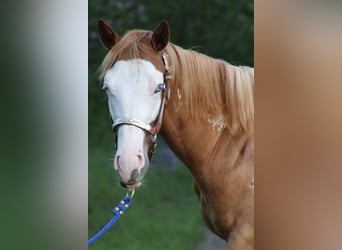 American Quarter Horse, Gelding, 1 year, 15 hh, Overo-all-colors