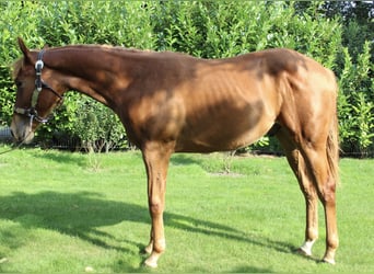 American Quarter Horse, Gelding, 1 year, 15,2 hh, Chestnut-Red