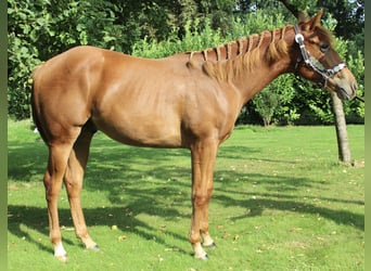 American Quarter Horse, Gelding, 1 year, 15,2 hh, Chestnut-Red