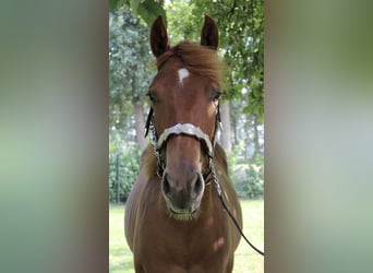 American Quarter Horse, Gelding, 1 year, 15,2 hh, Chestnut-Red