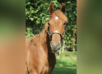 American Quarter Horse, Gelding, 1 year, 15,2 hh, Chestnut-Red