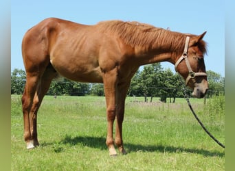 American Quarter Horse, Gelding, 1 year, 15,2 hh, Chestnut-Red