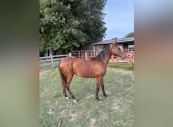 American Quarter Horse, Gelding, 1 year, Bay