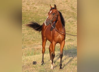American Quarter Horse, Gelding, 1 year, Bay
