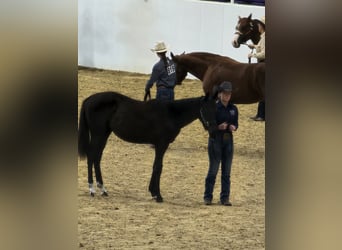 American Quarter Horse, Gelding, 1 year, Black