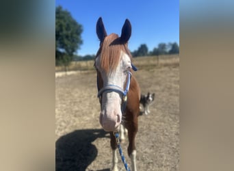 American Quarter Horse, Gelding, 1 year, Chestnut-Red
