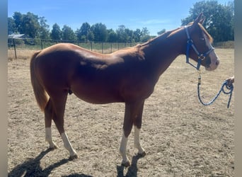 American Quarter Horse, Gelding, 1 year, Chestnut-Red
