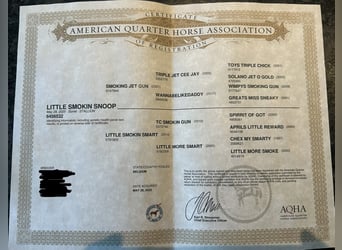 American Quarter Horse, Gelding, 1 year, Chestnut-Red