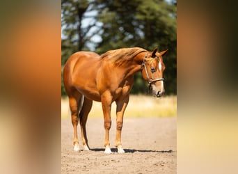 American Quarter Horse, Gelding, 1 year, Chestnut-Red