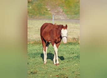 American Quarter Horse, Gelding, 1 year, Overo-all-colors