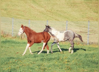 American Quarter Horse, Gelding, 1 year, Overo-all-colors
