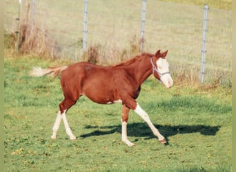 American Quarter Horse, Gelding, 1 year, Overo-all-colors