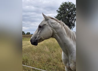American Quarter Horse, Gelding, 20 years, 15,1 hh, Grey