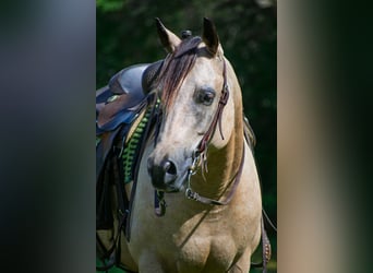 American Quarter Horse, Gelding, 21 years, 14,1 hh, Buckskin