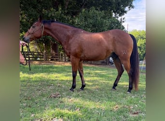 American Quarter Horse, Gelding, 22 years, 14.2 hh, Bay