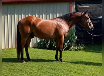 American Quarter Horse, Gelding, 22 years, 14.2 hh, Bay