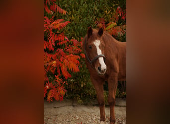 American Quarter Horse, Gelding, 28 years, 15,2 hh, Chestnut-Red