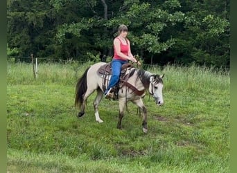 American Quarter Horse, Gelding, 2 years, 12.3 hh, Buckskin