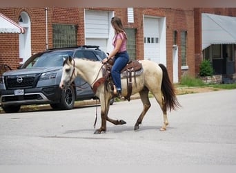 American Quarter Horse, Gelding, 2 years, 12.3 hh, Buckskin