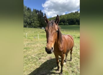 American Quarter Horse, Gelding, 2 years, 13.2 hh, Brown