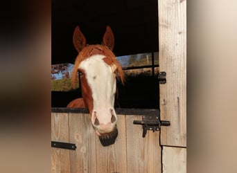 American Quarter Horse, Gelding, 2 years, 13.2 hh, Chestnut-Red