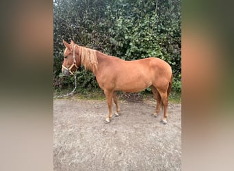 American Quarter Horse Mix, Gelding, 2 years, 13,2 hh, Chestnut-Red