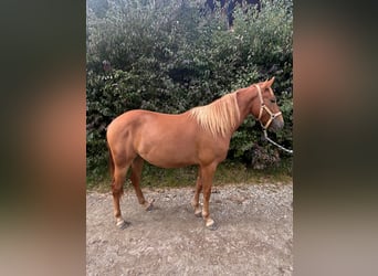 American Quarter Horse Mix, Gelding, 2 years, 13,2 hh, Chestnut-Red