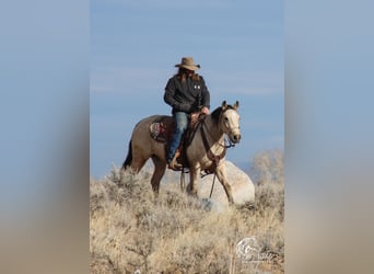 American Quarter Horse, Gelding, 2 years, 14,1 hh, Buckskin