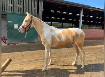 American Quarter Horse Mix, Gelding, 2 years, 14.1 hh, Champagne