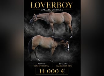 American Quarter Horse, Gelding, 2 years, 14.1 hh, Dun