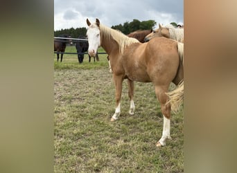 American Quarter Horse, Gelding, 2 years, 14.1 hh, Palomino
