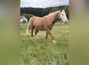American Quarter Horse, Gelding, 2 years, 14.1 hh, Palomino