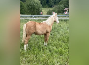American Quarter Horse, Gelding, 2 years, 14.1 hh, Palomino