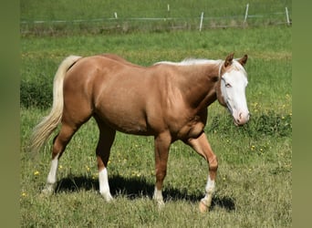 American Quarter Horse, Gelding, 2 years, 14.1 hh, Palomino