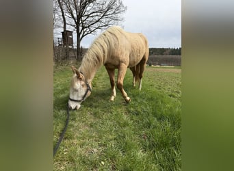 American Quarter Horse, Gelding, 2 years, 14.1 hh, Palomino
