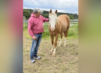 American Quarter Horse, Gelding, 2 years, 14.1 hh, Palomino