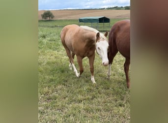 American Quarter Horse, Gelding, 2 years, 14.1 hh, Palomino