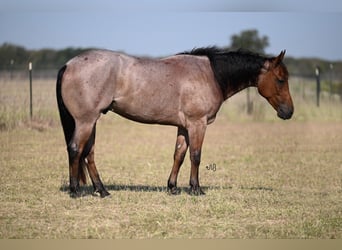 American Quarter Horse, Wallach, 2 Jahre, 14,1 hh, Roan-Bay