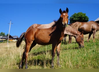 American Quarter Horse, Gelding, 2 years, 14.2 hh, Brown