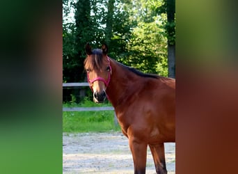 American Quarter Horse, Gelding, 2 years, 14.2 hh, Brown