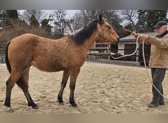 American Quarter Horse, Gelding, 2 years, 14,2 hh, Buckskin