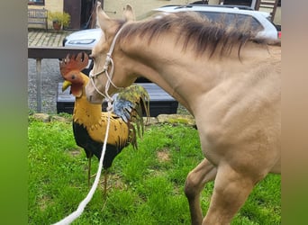 American Quarter Horse, Gelding, 2 years, 14.2 hh, Champagne